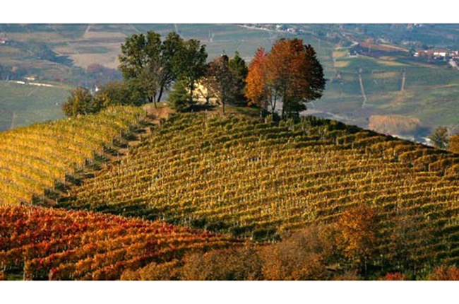 Piedmont vineyards