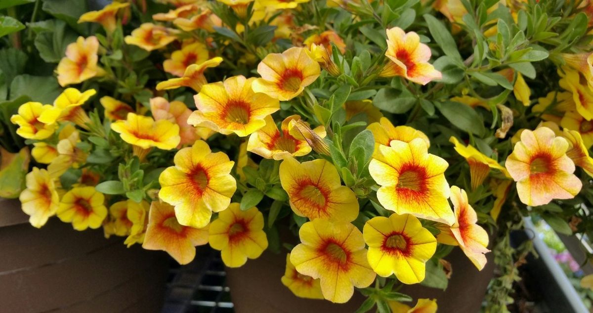 Overwintering Million Bells - Can You Keep Calibrachoa Plants Over ...