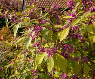 beautyberry shrub (callicarpa)