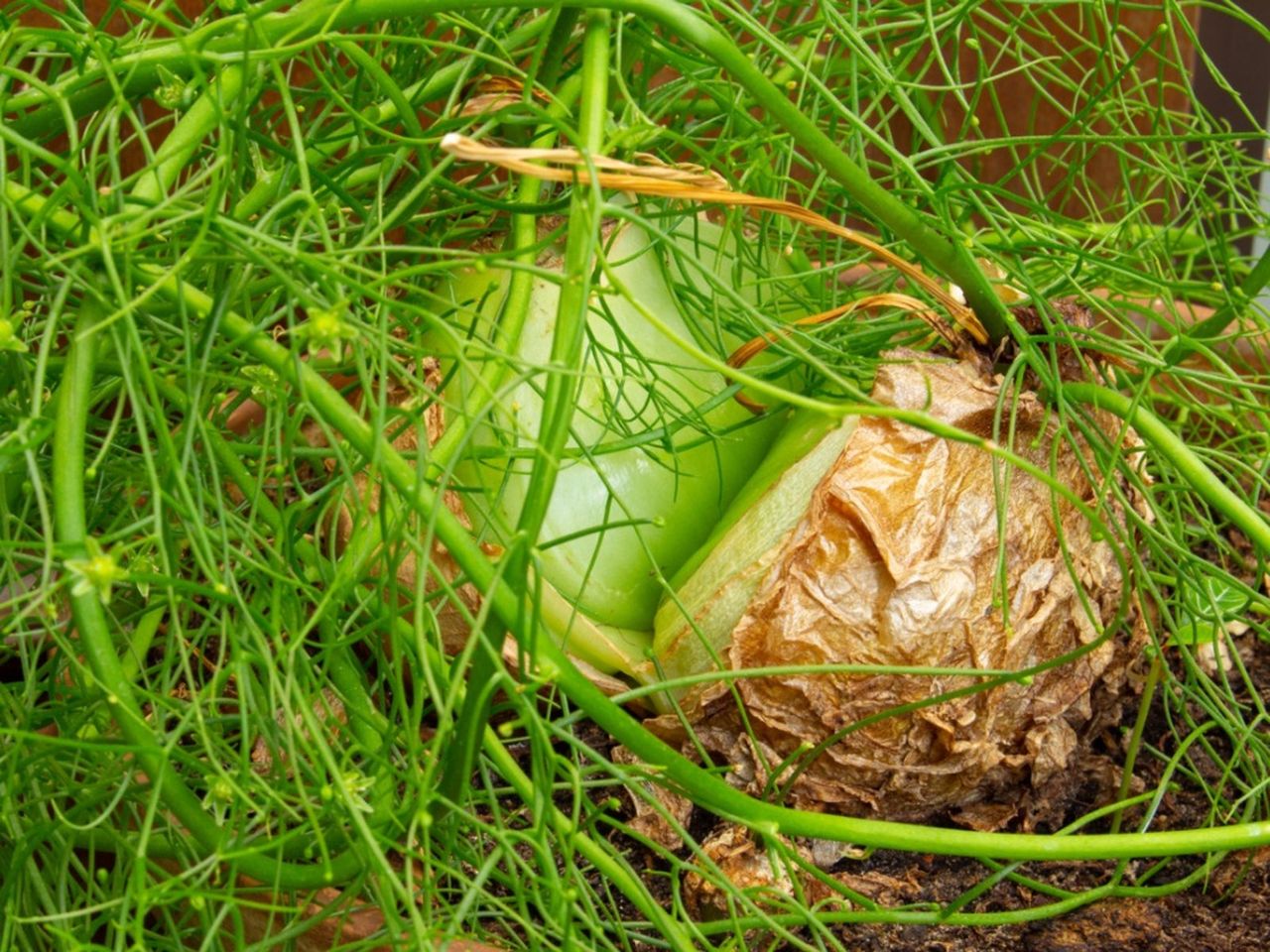 Bowiea Sea Onions