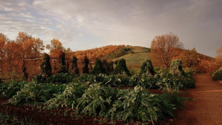 Annie Leibovitz has been shooting landscapes during the COVID-induced lockdown period