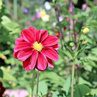 Zinnia Flower Garden Seeds