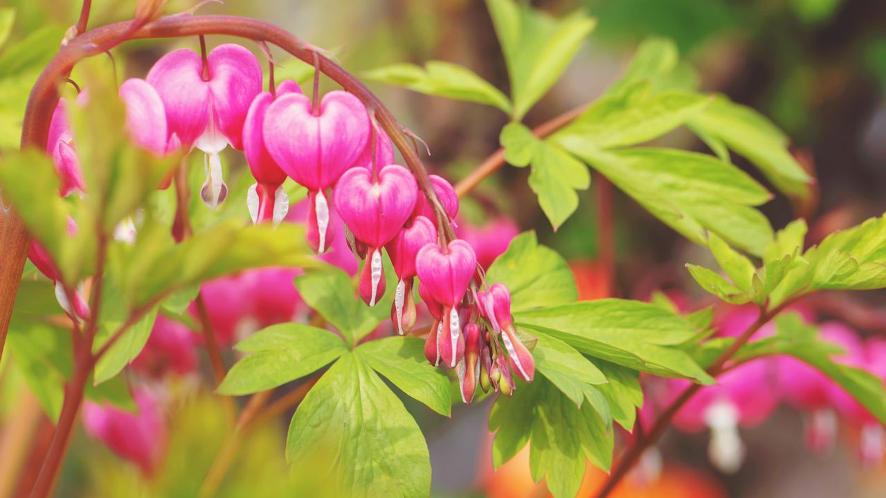 bleeding hearts flowering in spring