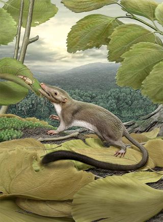 An artist's rendering of the hypothetical placental ancestor, a small, insect-eating animal with a long, furry tail.
