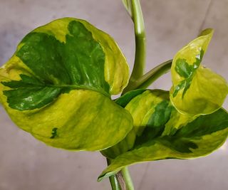 lemon meringue pothos detail of leaves