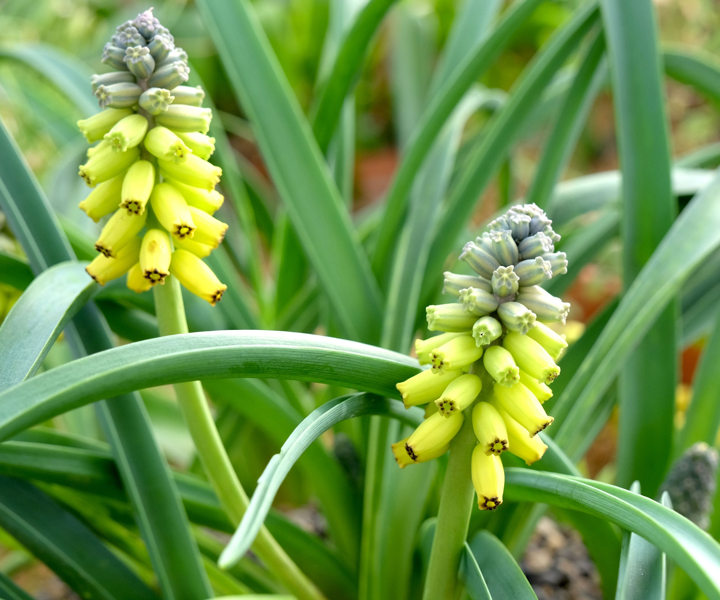 grape hyacinth golden fragrance in bloom
