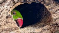 Parkeet peeking from hole in tree
