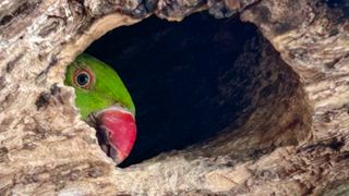 Parkeet peeking from hole in tree