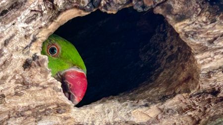Parkeet peeking from hole in tree