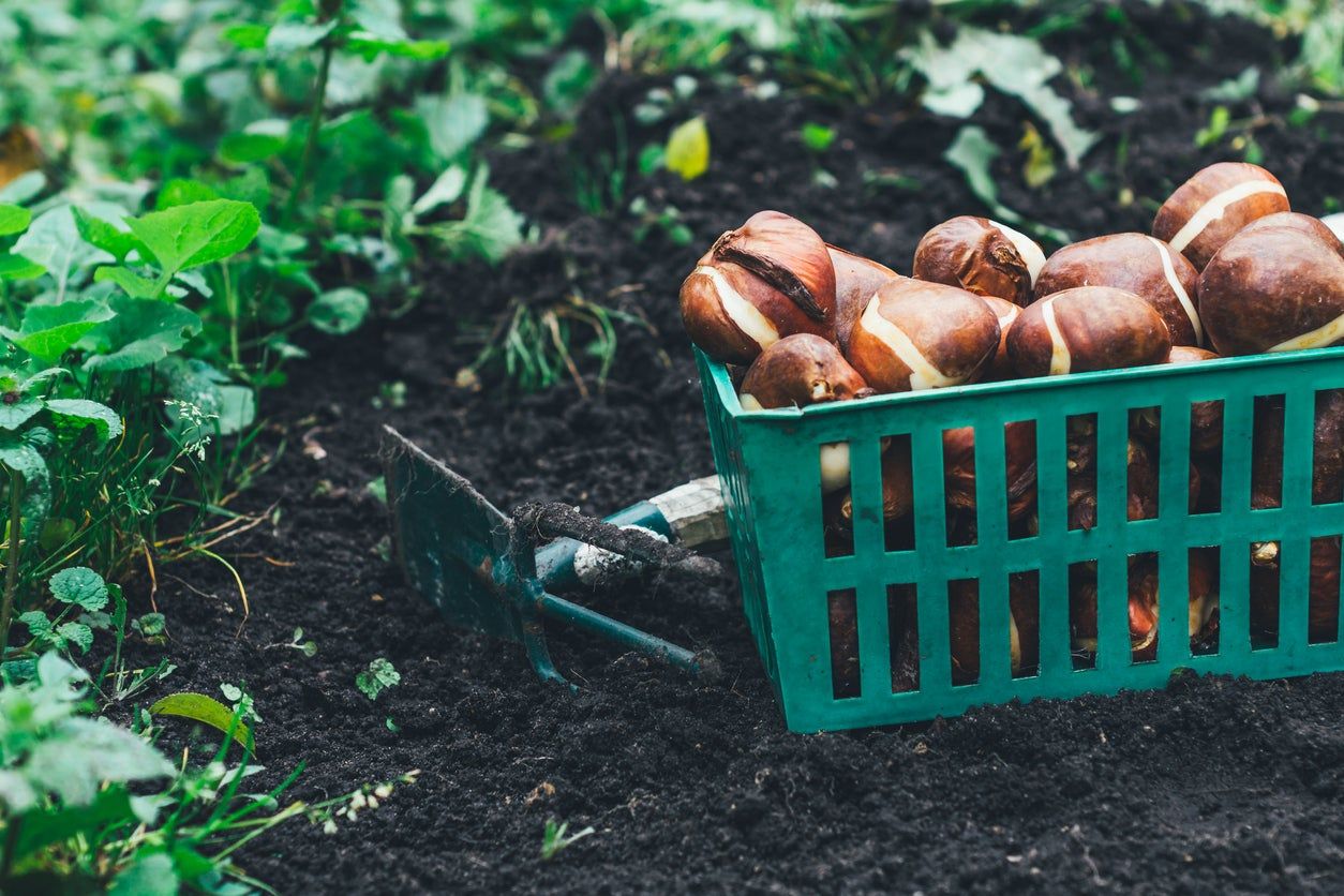 Basket Full Of Bulbs In The Garden