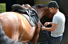 horse-care-1