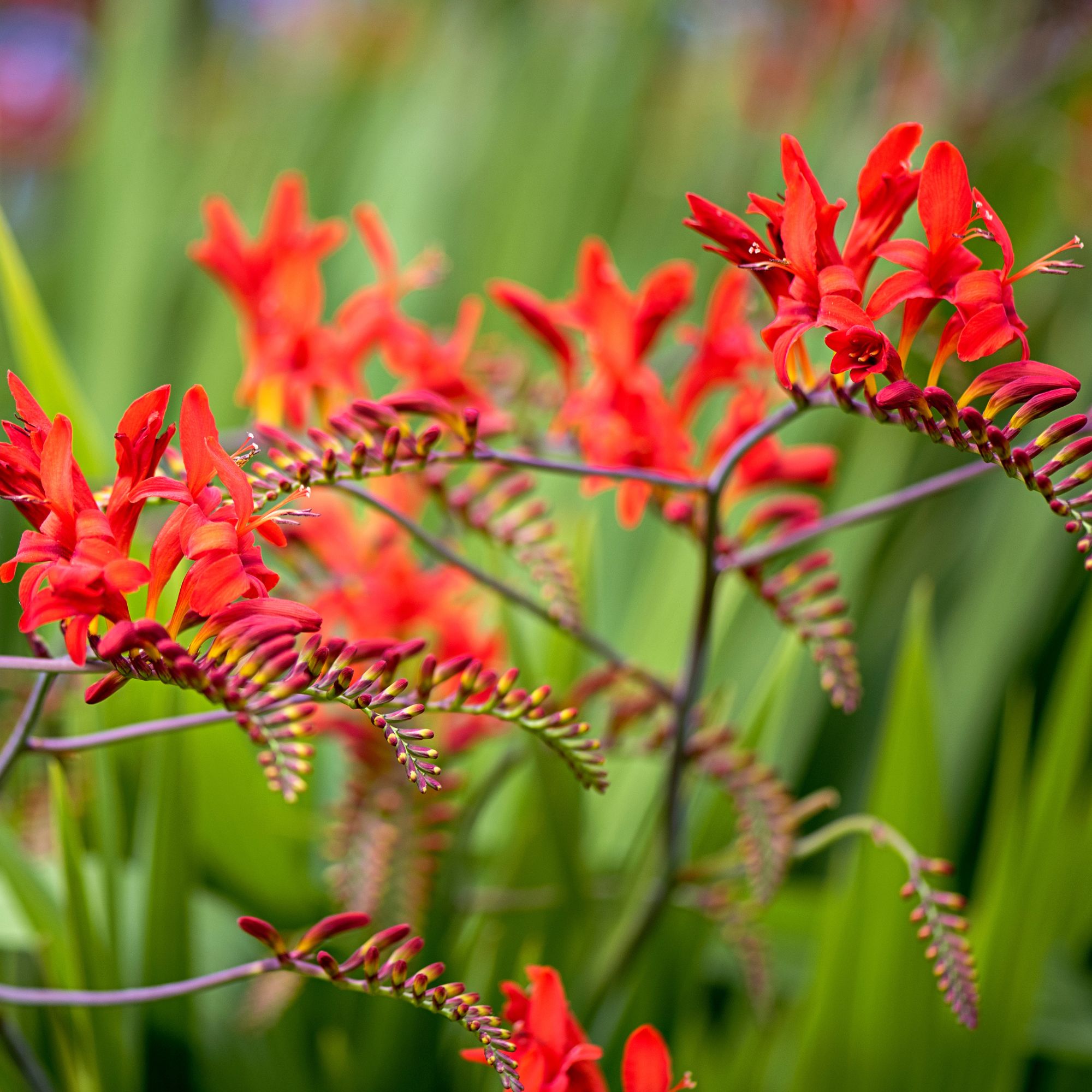 crocosmia in garden