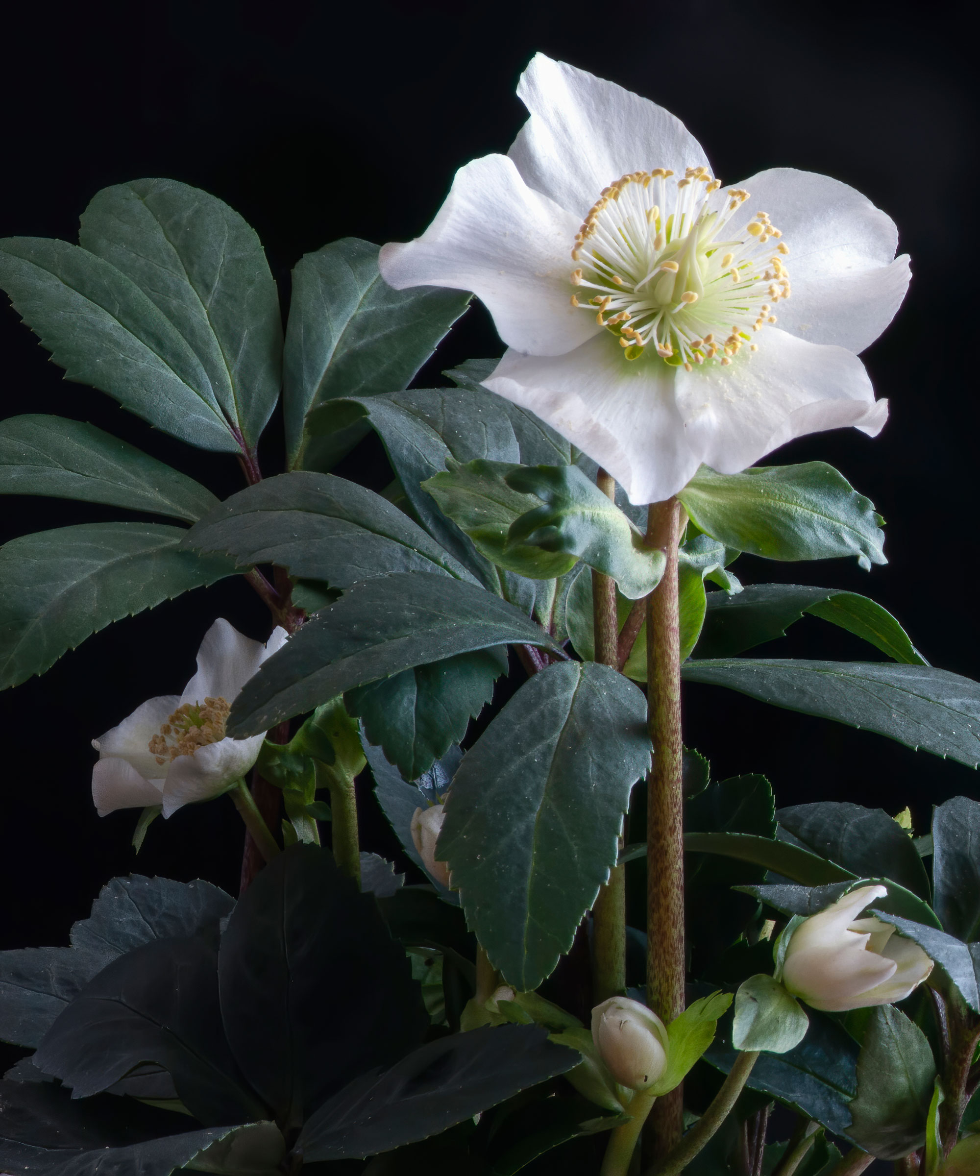 white hellebore plant