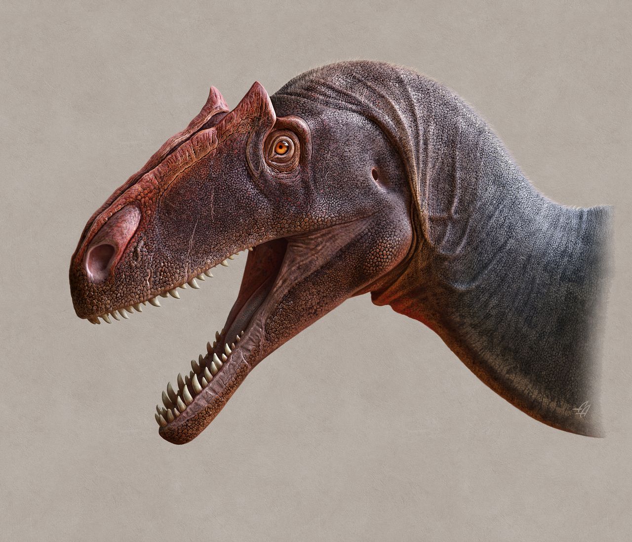 This illustration shows all of the bumps and dips on the fearsome face of Allosaurus jimmadseni.