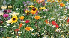 Seeds to order in September