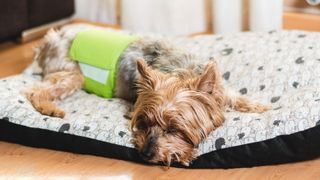 Incontinence in dogs: A Yorkshire Terrier in a diaper