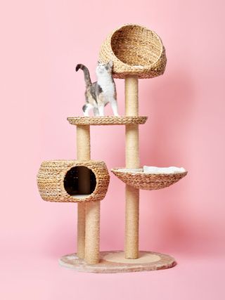 Cat photography by Pascale Weber shows cats playing in cat trees on colourful backgrounds in the photographer's new book For Cats Only