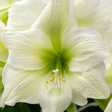 white amaryllis flowers with green throats