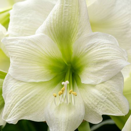 white amaryllis flowers with green throats