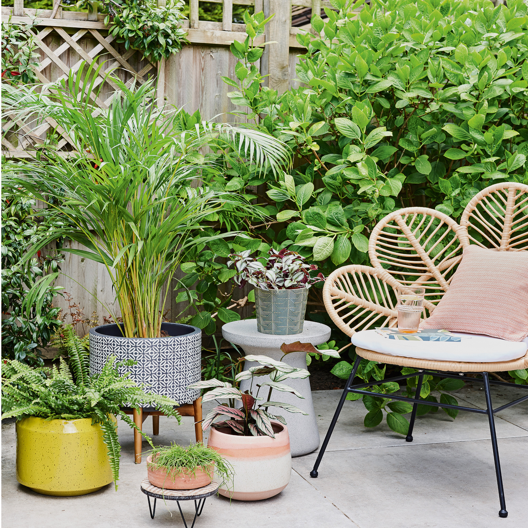 Courtyard garden with fence and shrubs, plants in pots and rattan chair with cushion