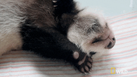 panda stretch