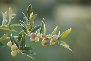 A close-up of an arbequina olive tree