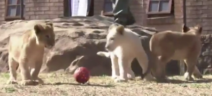 Watch a trio of lion cubs play in their Johannesburg Zoo debut