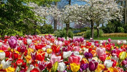 spring garden jobs: tulips