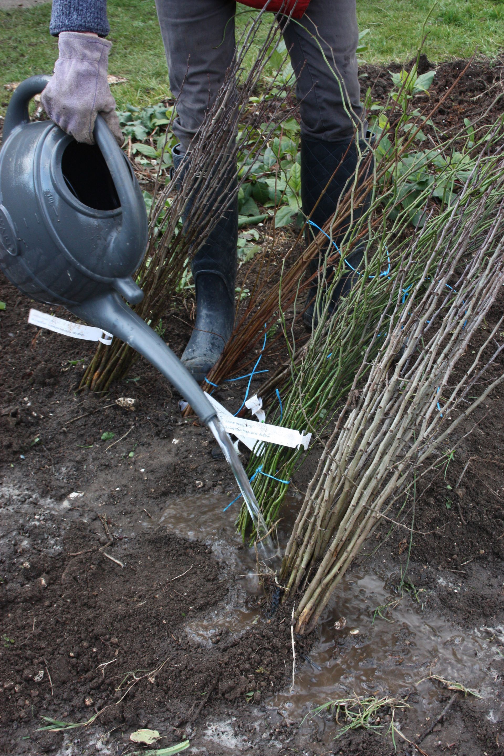 care for bare root tree