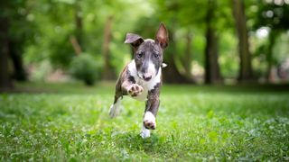 Puppy running across a vast area of grass