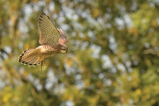 How to photograph birds in flight