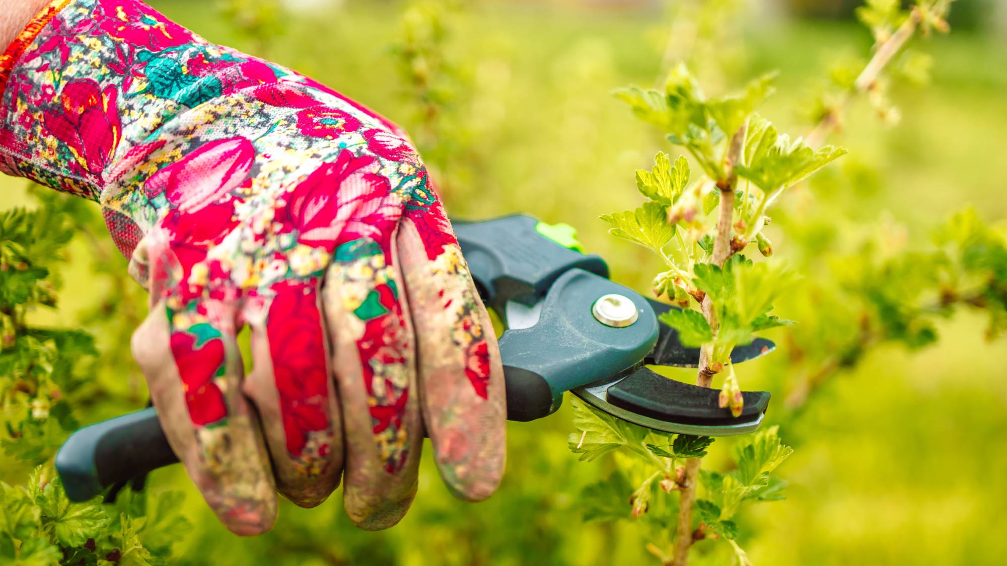 A hand in a floral garden glove pruning a plant with pruners