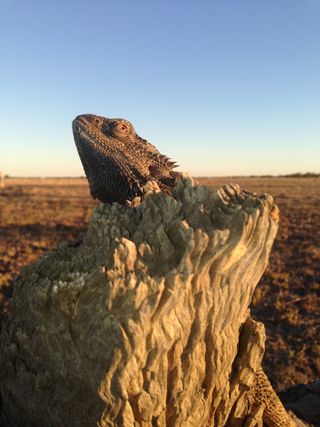 A male bearded dragon sends signals to females from a preferred perch in Australia.