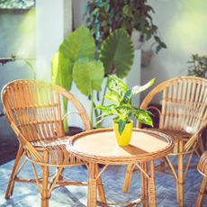 Houseplants on sunny patio