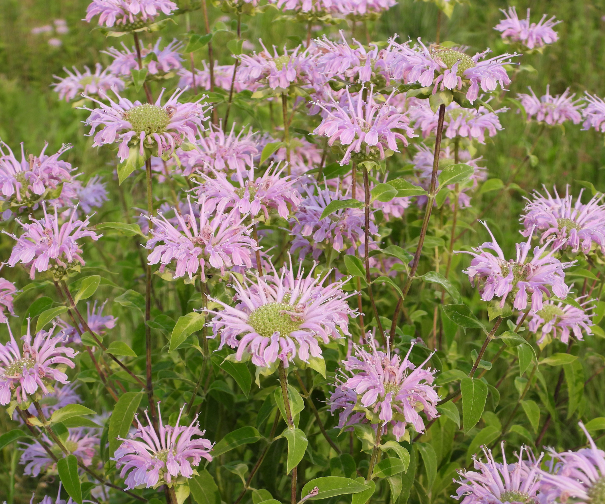 wild bergamot with pale purple flowers