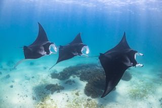 Three manta rays swimming in a line.
