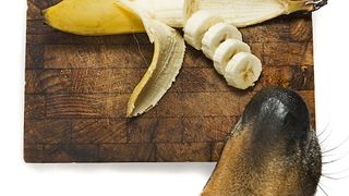 Dog sniffing banana slices
