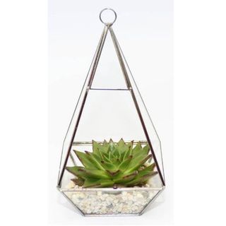 Dingading Succulent Terrarium in a Geometric 3D shape Stained Glass Container