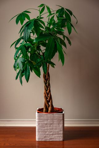 Money Tree against a Grey Background