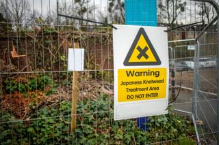 A picture of Japanese knotweed with fencing around it and a yellow warning sign