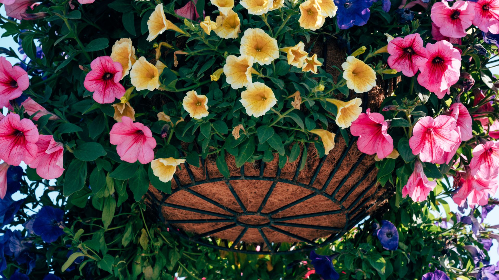 picture of hanging basket with flowers in it