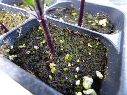 Algae Growing on Soil Surface