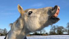 Photo-credits_The-Horse-Trust-1.jpg