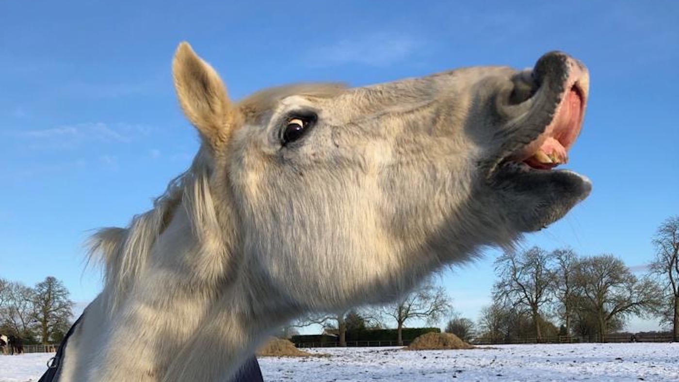 Photo credits_The Horse Trust (1)