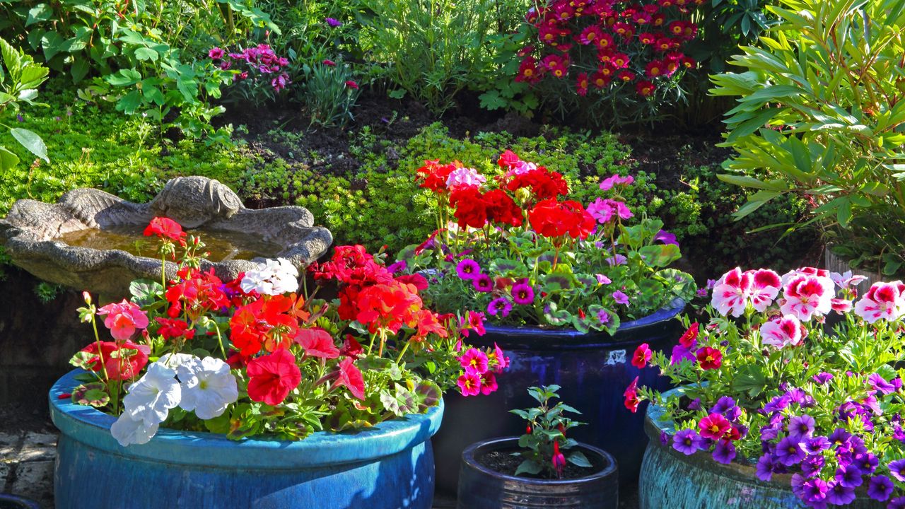 Potted petunias