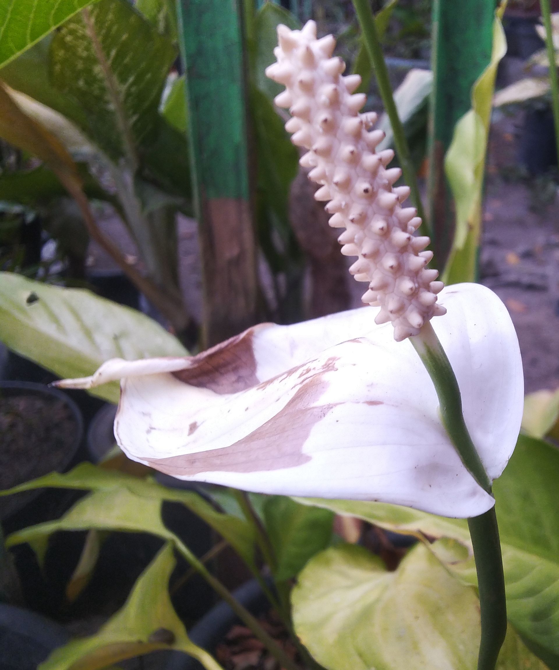 The image features a Spathiphyllum wallisii, commonly known as the Peace Lily, showing irregular brown patches on the flower indicating sun scorch