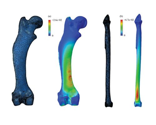 stresses placed on curved animal bones