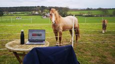 Working-from-home.jpg