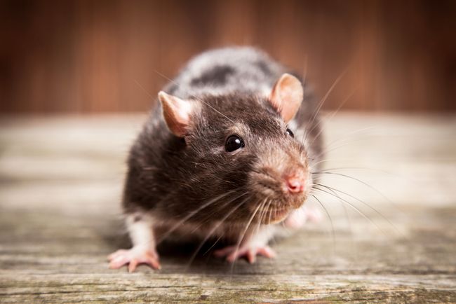 Unusual Rat Virus Strikes 8 People in Illinois and Wisconsin | Live Science