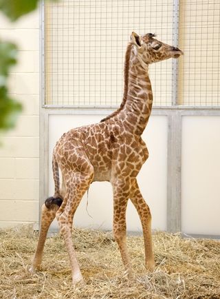 Giraffe calf standing